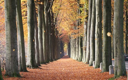 trees_belgium