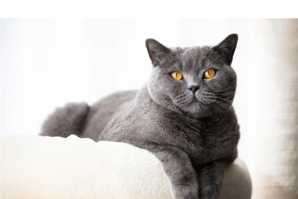 British Shorthair Cat DP