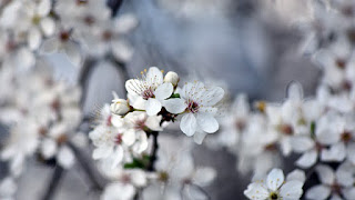 Cherry Blossoms: A Breathtaking Display of Nature's Beauty
