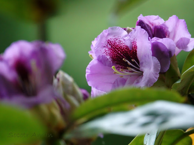 Rhododendron