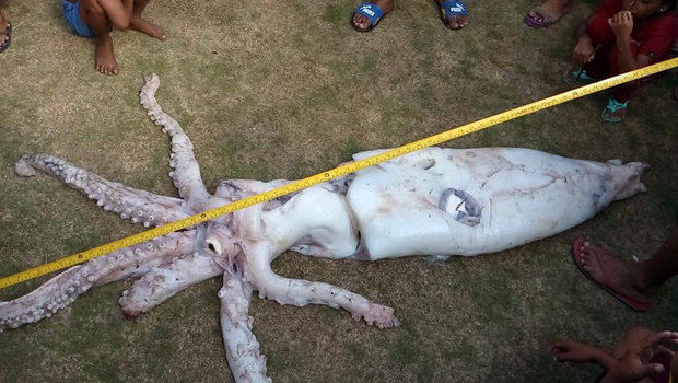 Giant squid caught by fishers in Tawi-tawi