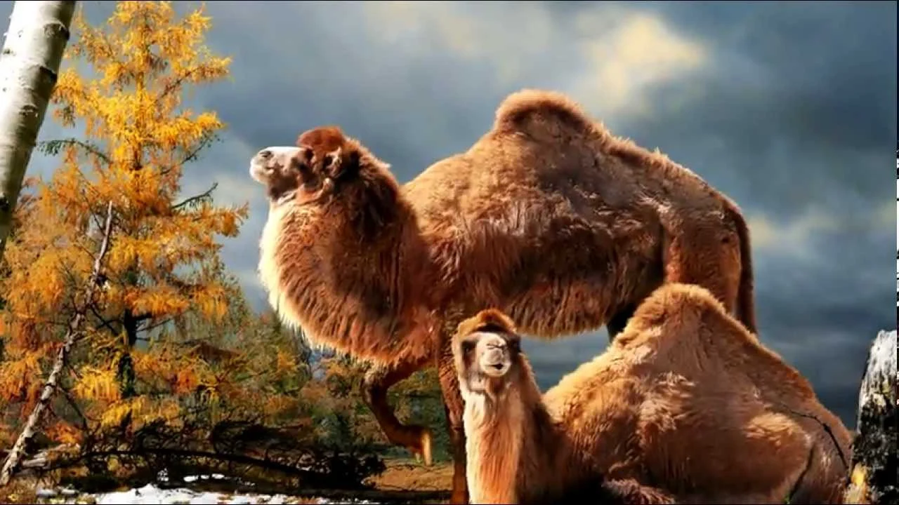 Giant Camels Lived Next To People 26.5 Thousand Years Ago