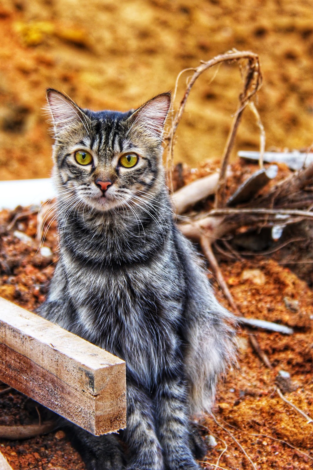 20 Koleksi Gambar Kucing Comel Bernama Tambi