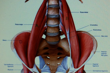 Muscles In Hip Area : Adductor Muscles of the Hip | ... of the adductor muscle ... / The hip muscles encompass many muscles of the hip and thigh whose main function is to act on the thigh at the hip joint and stabilize the pelvis.