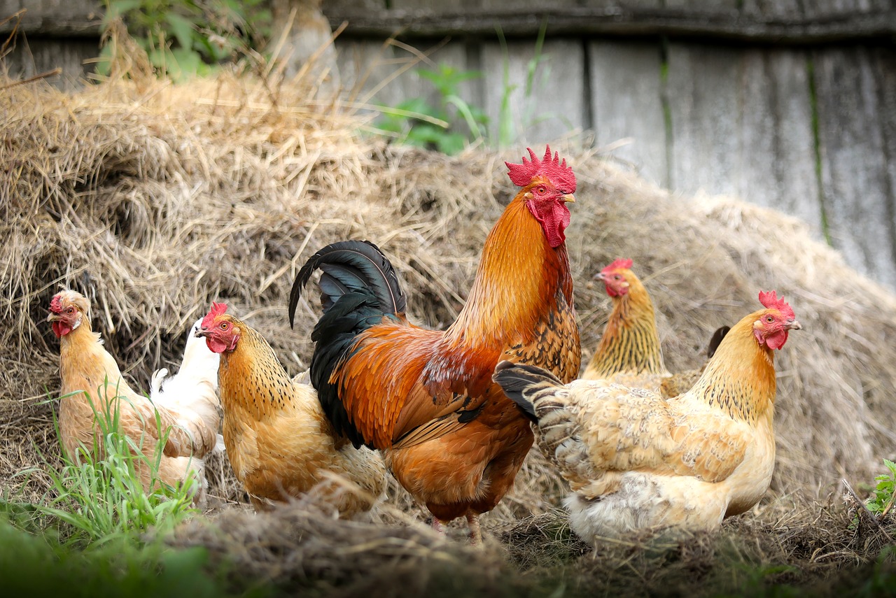 Jenis Jenis Ayam KOMUNITAS AYAM PETARUNG INDONESIA