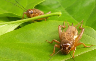 cara beternak jangkrik,cara ternak jangkrik sederhana,cara beternak jangkrik di kardus,cara menernak jangkrik,budidaya ternak jangkrik,