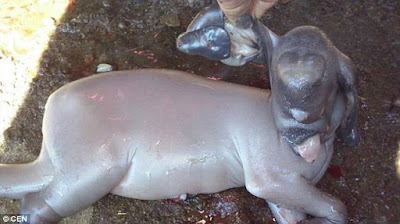 Shocking Photo Of A Hairless Goat Born Without Eyes, Ears And Tail (Viewers Discretion)