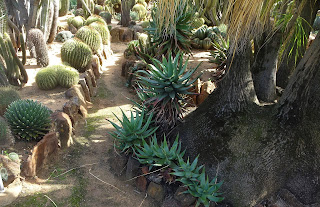 Gilgandra- A World of Cactus Plant