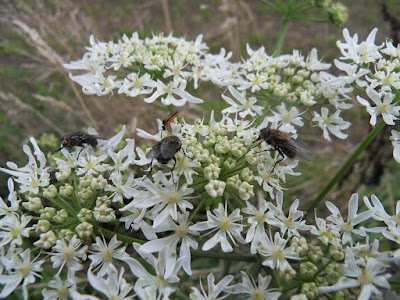 Flies feeding on white flowers