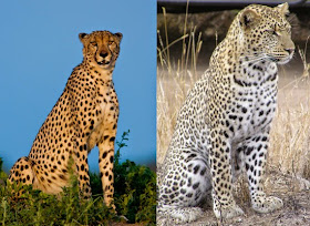 Cheetahs/Leopards