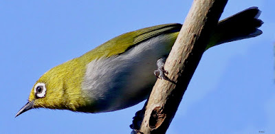 "Indian White-eye (Zosterops palpebrosus), a small and lively songbird. Distinctive yellow-green plumage with a white eye-ring. Perched on a branch."
