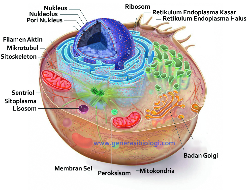  gambar  sel hewan  dan tumbuhan