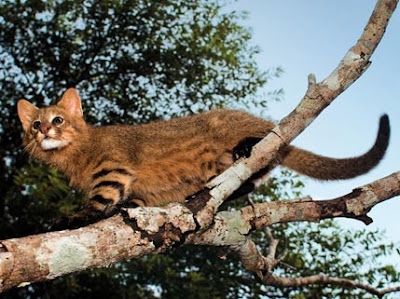 Pampas Cat