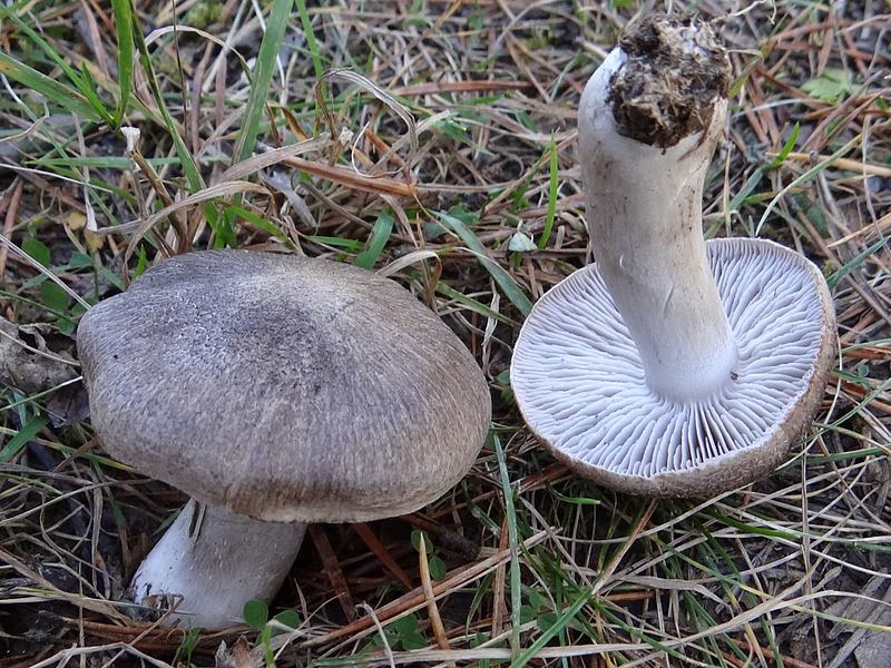 Tricholoma_terreum