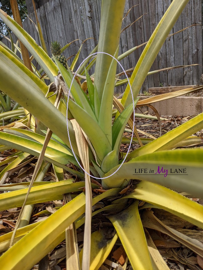 Pineapple plant sucker