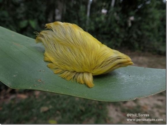caterpillar-use-jpg_203142