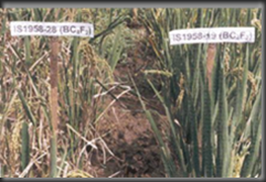 clip_image002[10]