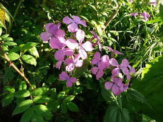 Lunaria-Moneta del Papa