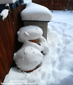 Siberian winds & snow storms, named "the beast from the east" by the media, hits the UK - even more snow arrived, burying the garden including our beloved peonies which had only recently begun to appear.