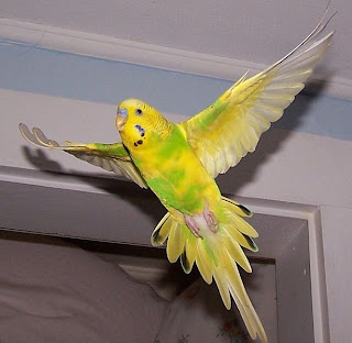 a flying male budgie