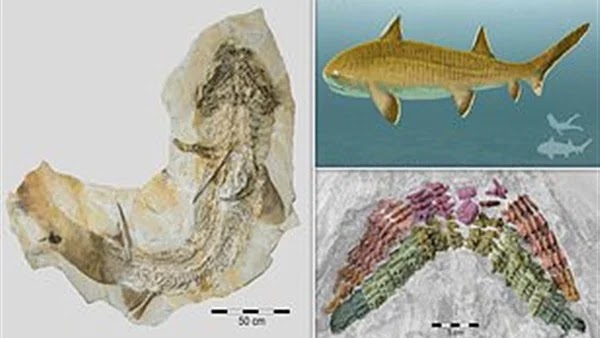 The largest shark structure has been discovered, which is 150 million years old