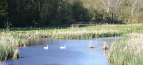 The resident swans @ Hendrie Park, RBG, Burlington, ON :: All Pretty Things