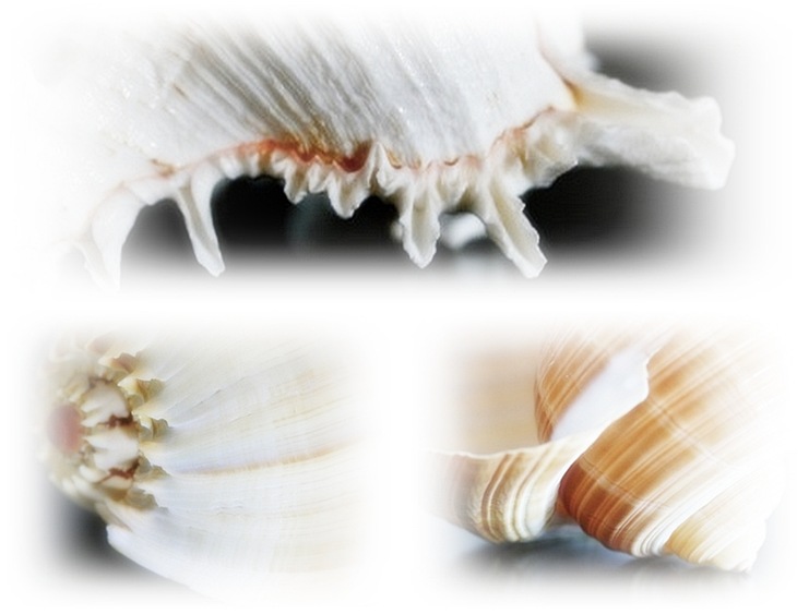 shellmosaic6