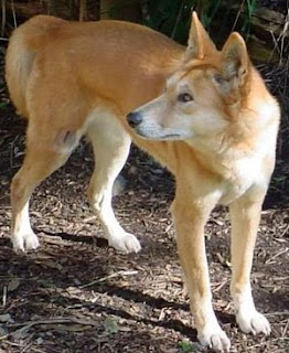 Dingo