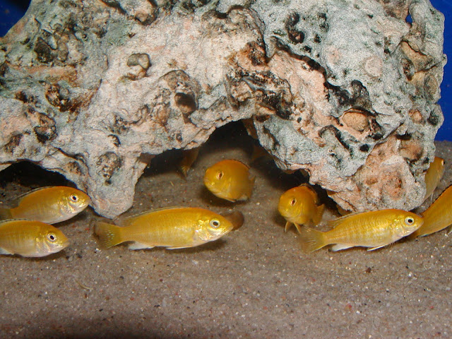 LABIDOCHROMIS CAERULEUS - PYSZCZAK YELLOW - MALAWI MBUNA