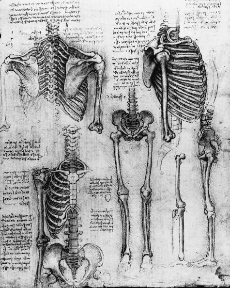 Vinci's Anatomy Drawings Vinci's anatomy drawings