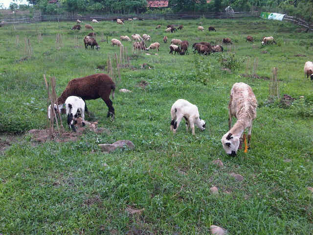 Hasil gambar untuk rumput untuk pakan kambing