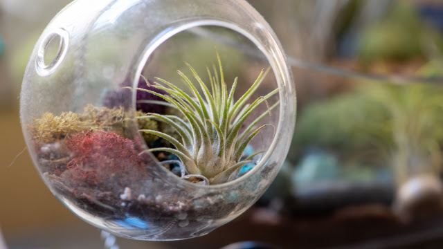 Terarium: Kebun Mini yang Mudah Dirawat di Dalam Ruangan