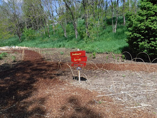 a sign that says "sunflower garden path" sits next to garden fence and planted dirt