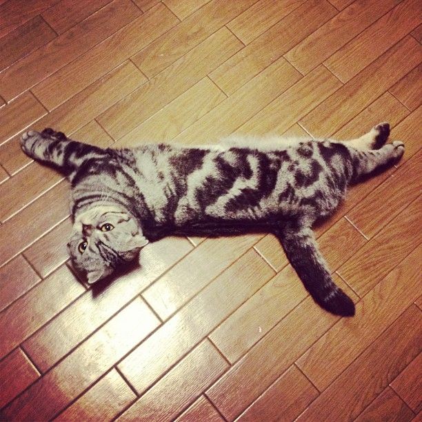 Shishi-Maru is a Scottish Fold cat from Instagram, cute cat pictures, famous Instagram cat