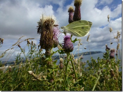 IOM 11 Aug - 13 Aug 123