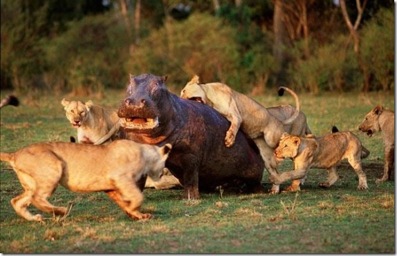 lionessesvshippo-570x367