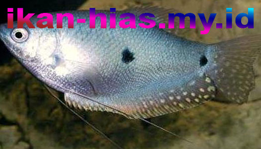 Ikan Sepat (Trichogaster)