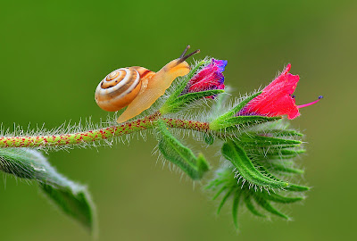 Un pequeño caracol sale de excursión - The Explorer