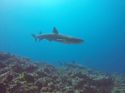 Requins à pointes blanches