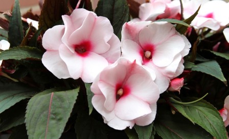 Growing Impatiens