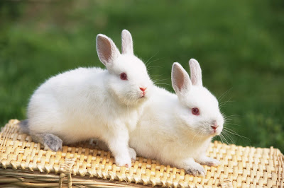white-soft-mammal-rabbit-imgs