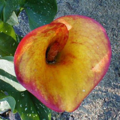 Calla Sensation