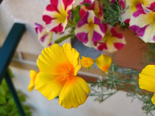 Amapola de California o dedal de oro (Eschscholzia californica Cham.).