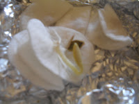 germoglio da seme veloce