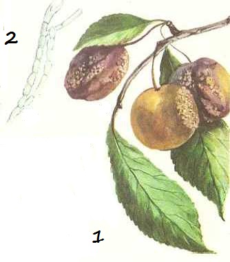 Плодовая гниль сливы (возбудитель - Monilia fructigena)