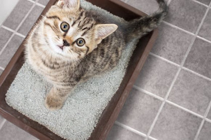 Cara Merawat Kucing Kampung Agar Nurut