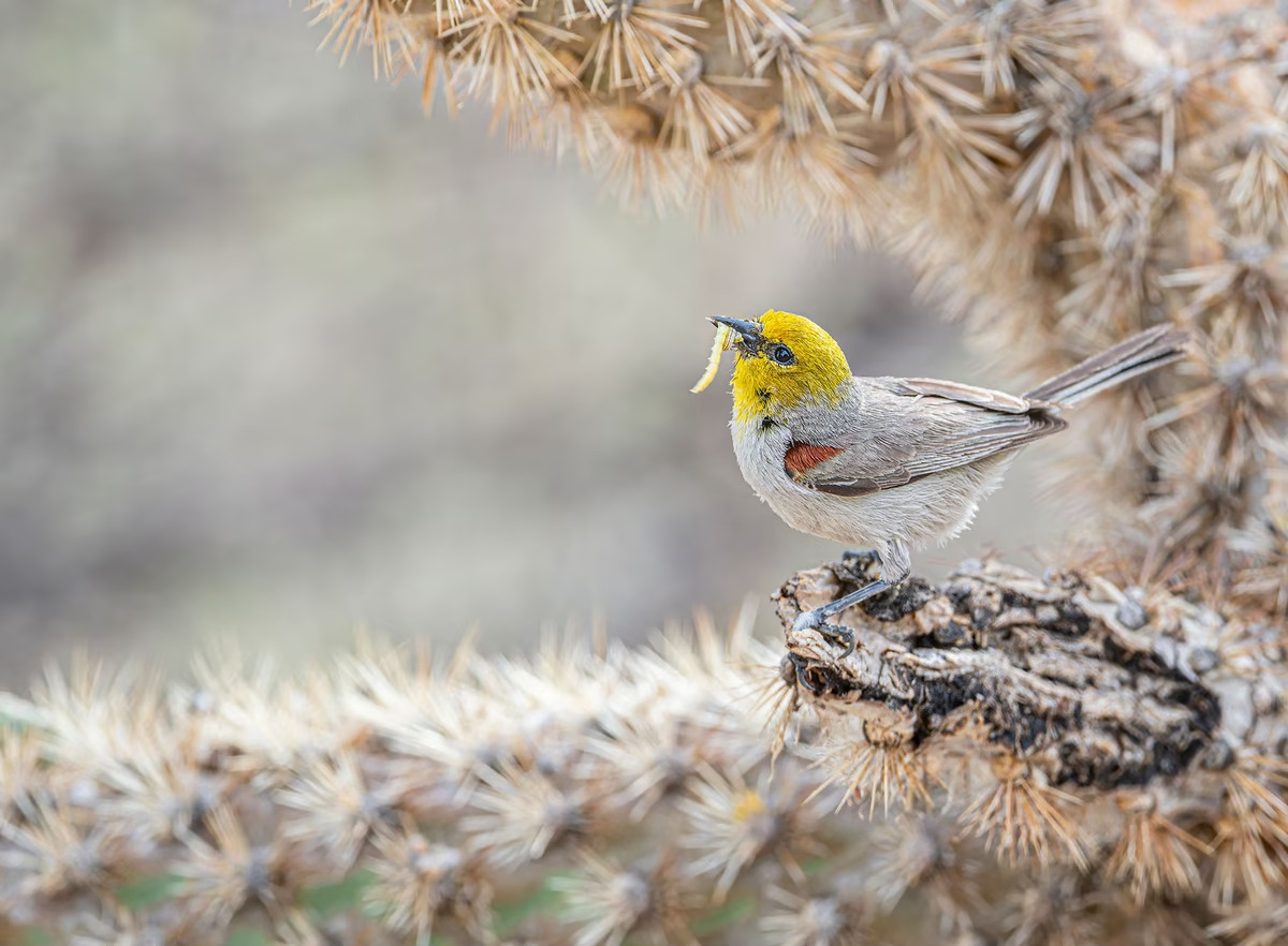 Verdin