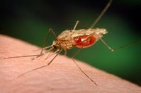 Mengenal Lebih Dalam Tentang Penyakit Malaria