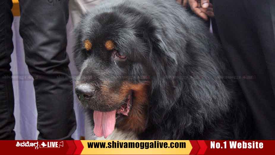 10 CRORE RUPEES DOG