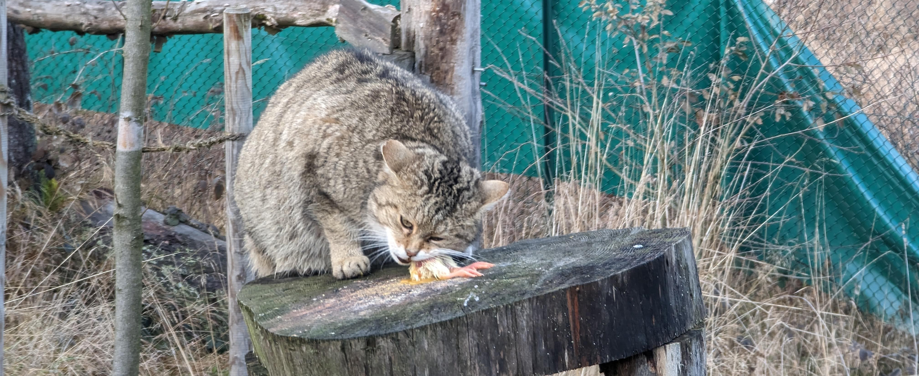 Harz: Wildkatzen-Erlebniszentrum trauert um Kater Hugo